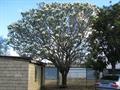 Plumeria rubra